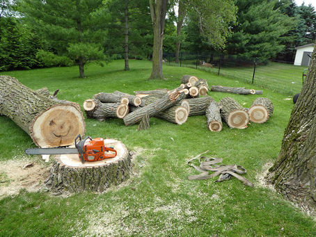 What Are The Top Reasons For Doing Tree Lopping