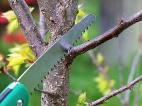 How to Prune a Tree with Care?