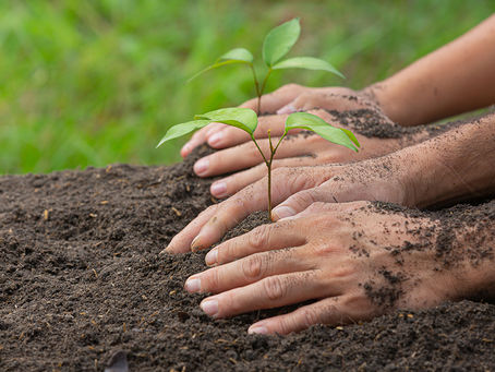 Tips To Take Care Of Trees And Ensure Their Good Health