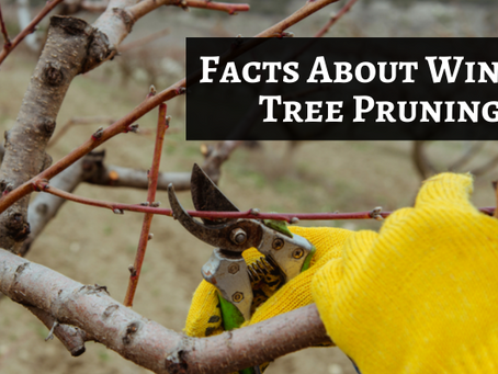 Facts About Winter Tree Pruning