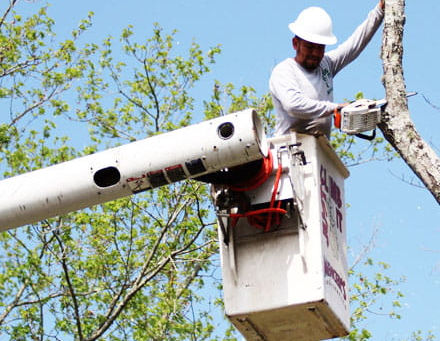 What You Should Ask Before Hiring An Arborist?