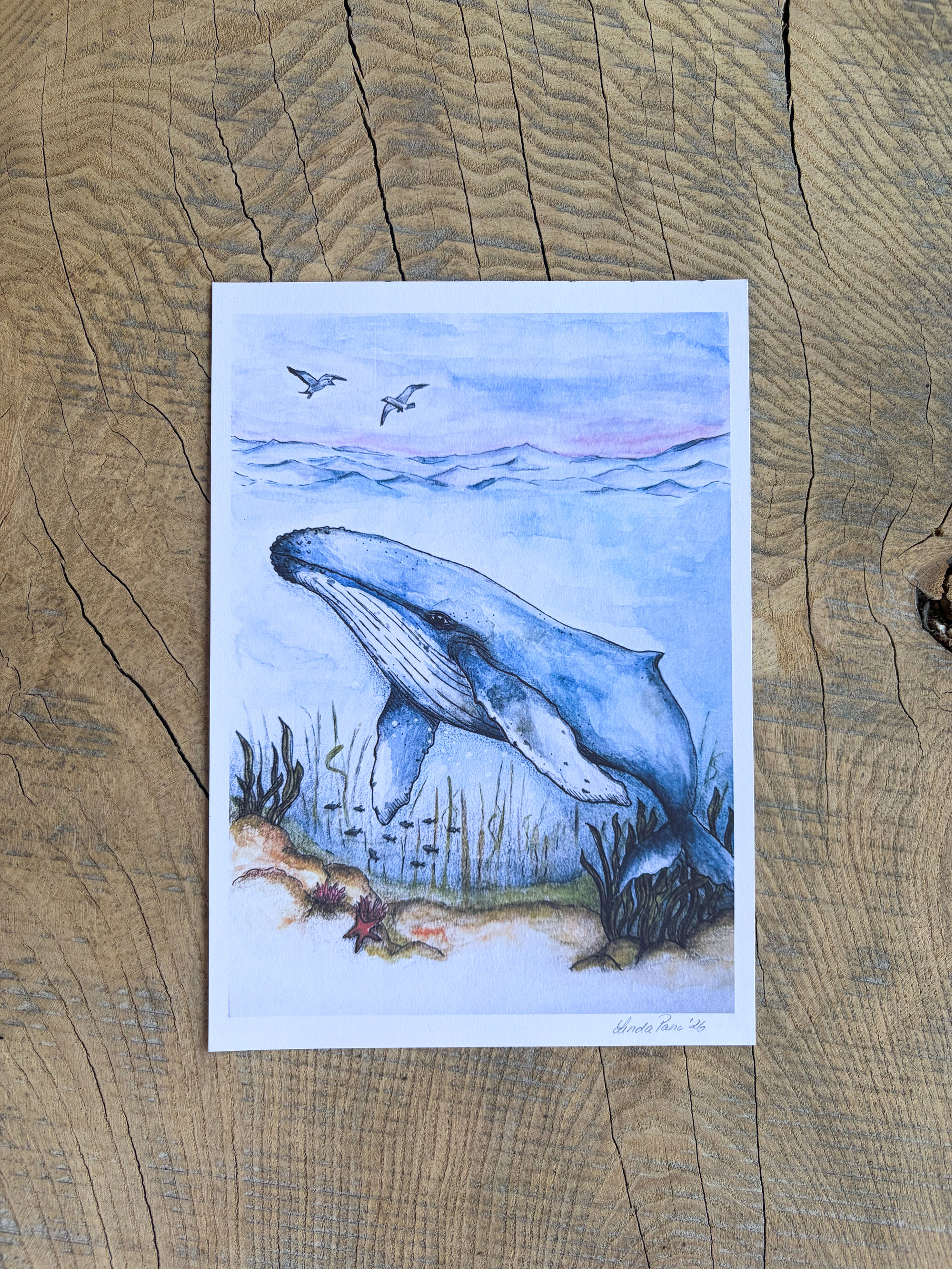 Knølhval – håndillustrert kunstprint