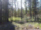 Eniyud Community Forest Ltd.
