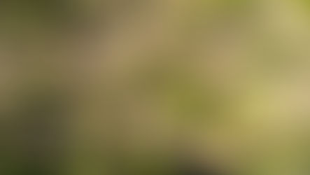 Creston Community Forest Featured in Film Highlighting Wildfire Resilience and Local Forest Management