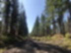 Terrace Community Forest