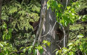 Burns Lake Community Forest