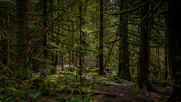 Community Forest expansion confirmed in Ministry of Forests mandated letter