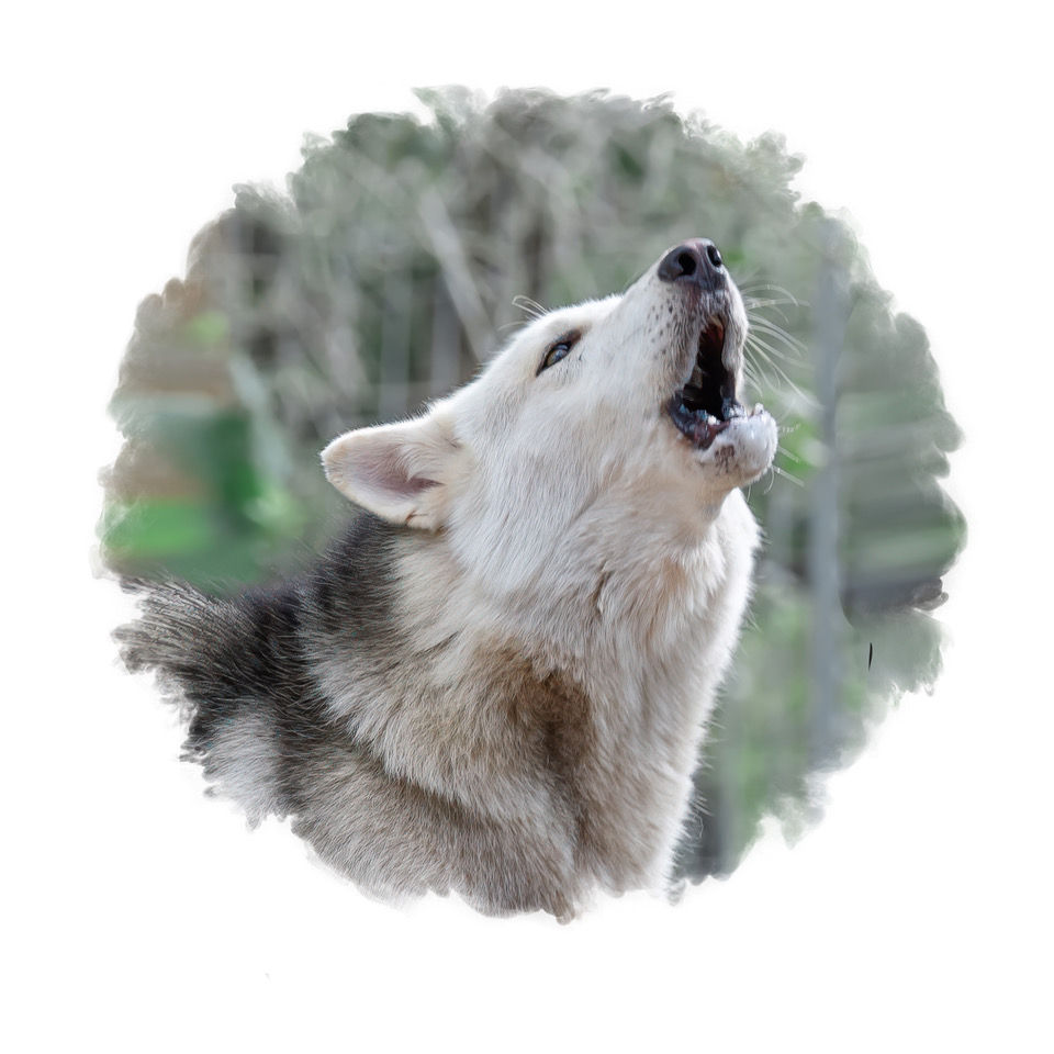 Howler