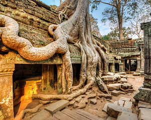 root over the ancient temple