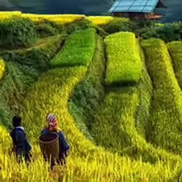 The Entire Mu Cang Chai