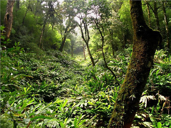 path-to-fansipan-peak-tree.jpeg