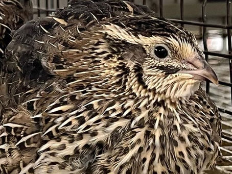 Coturnix Quail Care Guide