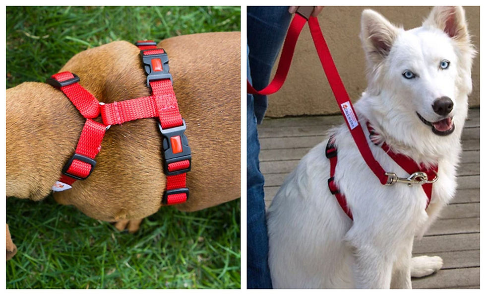 The Basic Types of Dog Collars and Leashes Explained