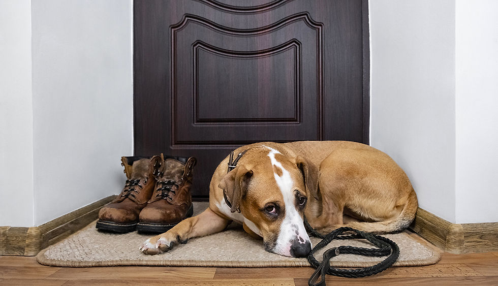 Why You Should Buy A Wait Dog Leash