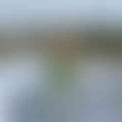 Canadian Rockies Dog Collar