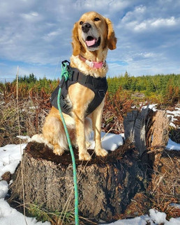 Canadian Rockies Dog Collar