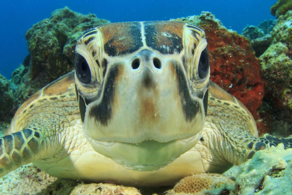 Selfie Turtle