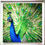 Thumbnail: Peacock Pride