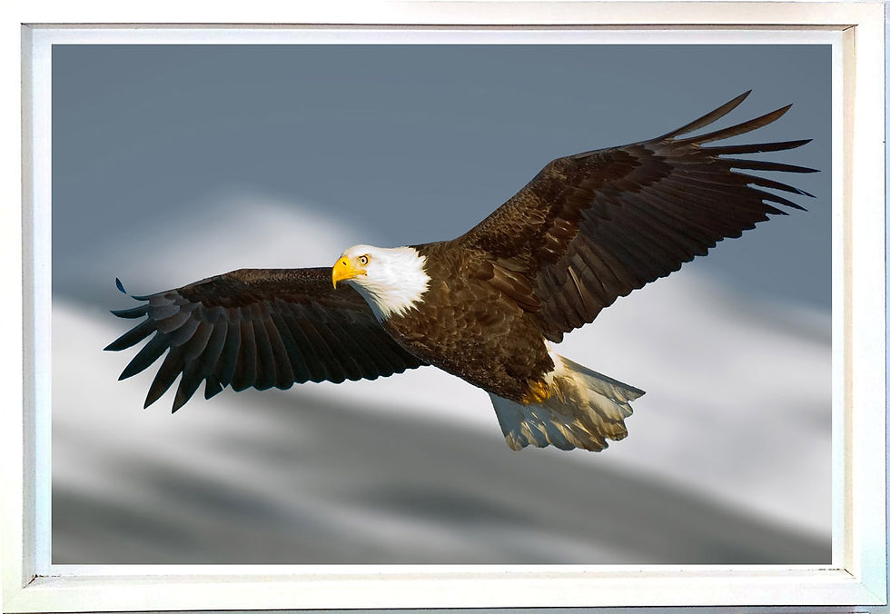 Thumbnail: Soaring Eagle II