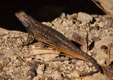 Lizard 0560_edited.jpg