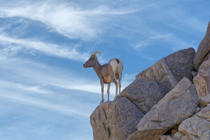 Bighorn Sheep 8456 sky1.jpeg