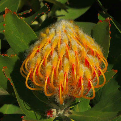 Protea 1789.jpeg