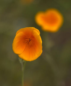 Poppy 7087.jpeg