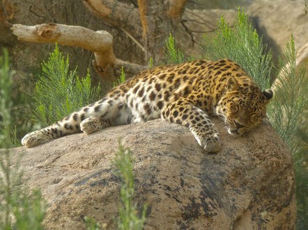 Leopard 3144_edited.jpg