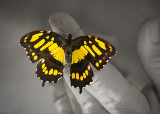 Butterfly-Swallowtail 9500.jpeg