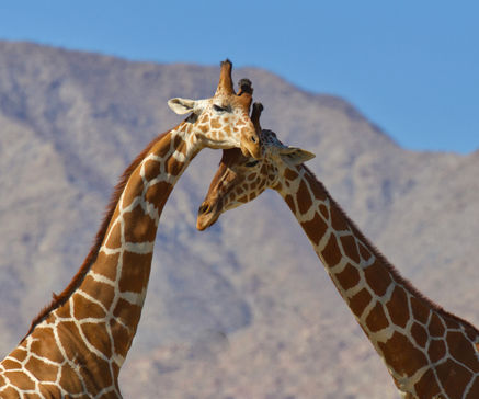 Giraffe Necking 2179_edited.jpg