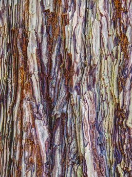 Redwood Bark 4674t.jpeg