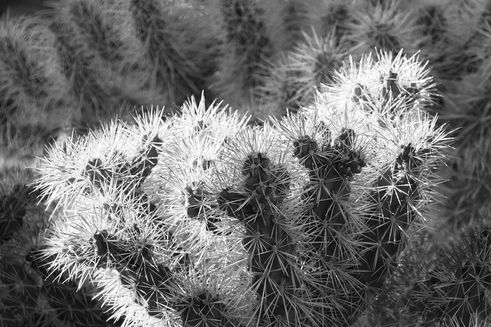 Smoke Tree Ranch 0676bw.jpeg