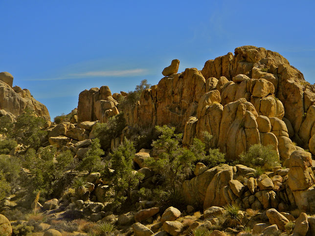 2012 Joshua Tree (2).jpeg