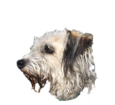 Scoby face.png