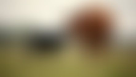 The Joys and Challenges of Raising Calves in Our Family of Cows