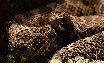 Scatenatus_180520-007.jpg