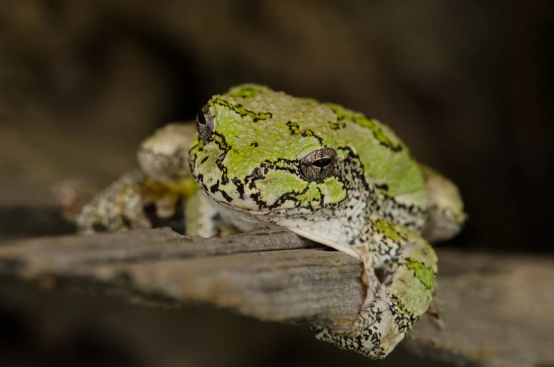 Gray Treefrog, Dryophytes versicolor, resting on wood