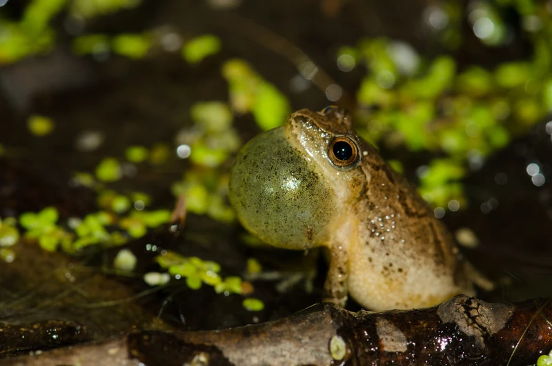 Gray Treefrog, Dryophytes versicolor, resting on wood