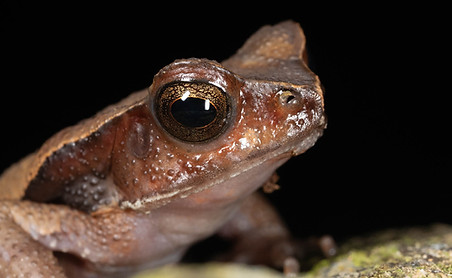 Rhaematiticus-240307-014.jpg