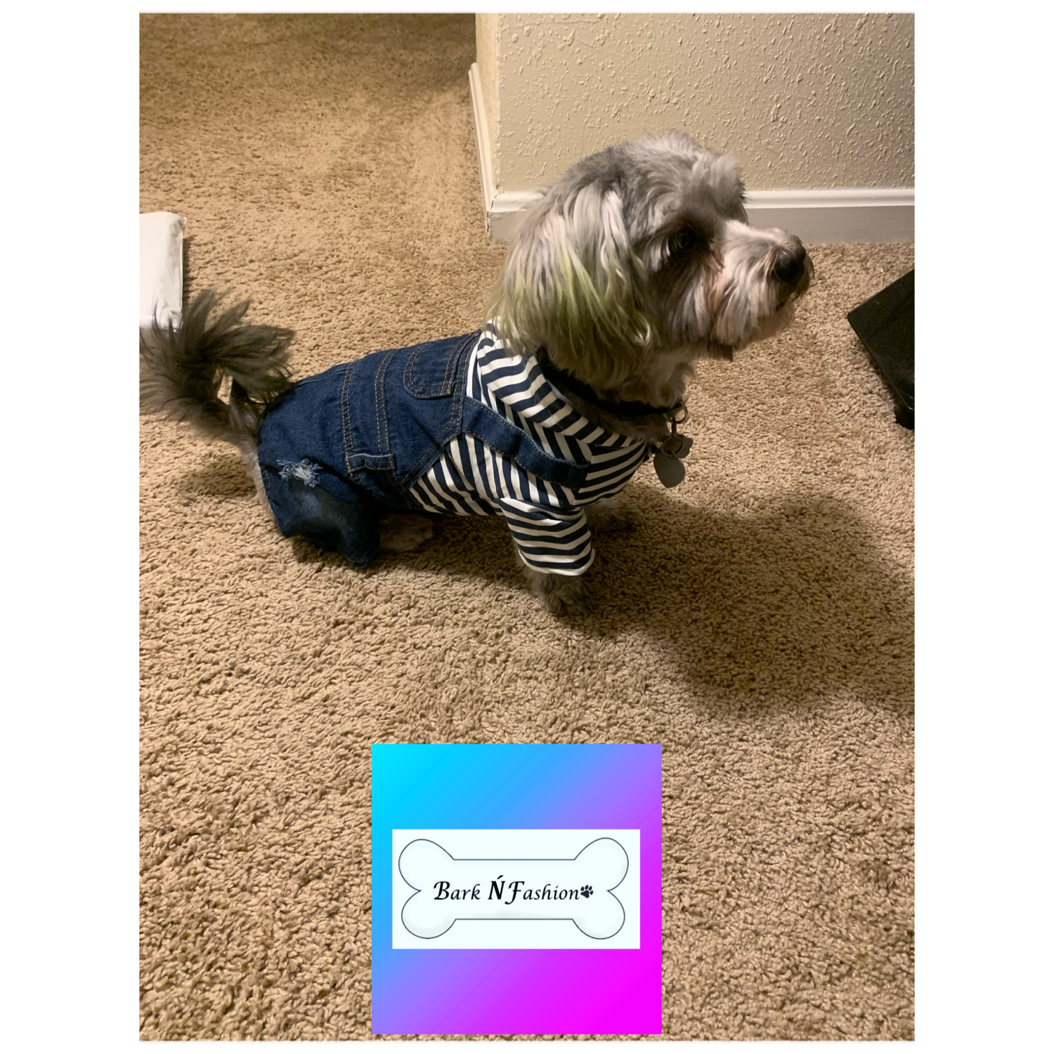 It’s a Dog’s World