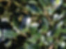 Dutch Holly