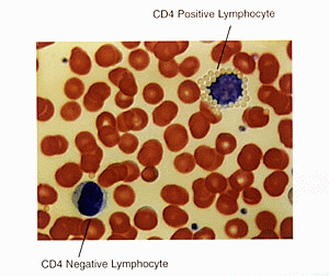 cd4-cd8.gif