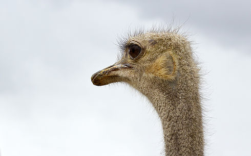 Australian Ostrich