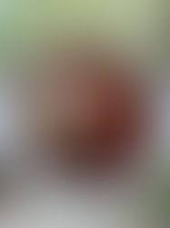 סלט חיטה ועדשים