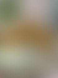 בצל ממולא קבב