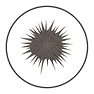 sea urchin-01.png