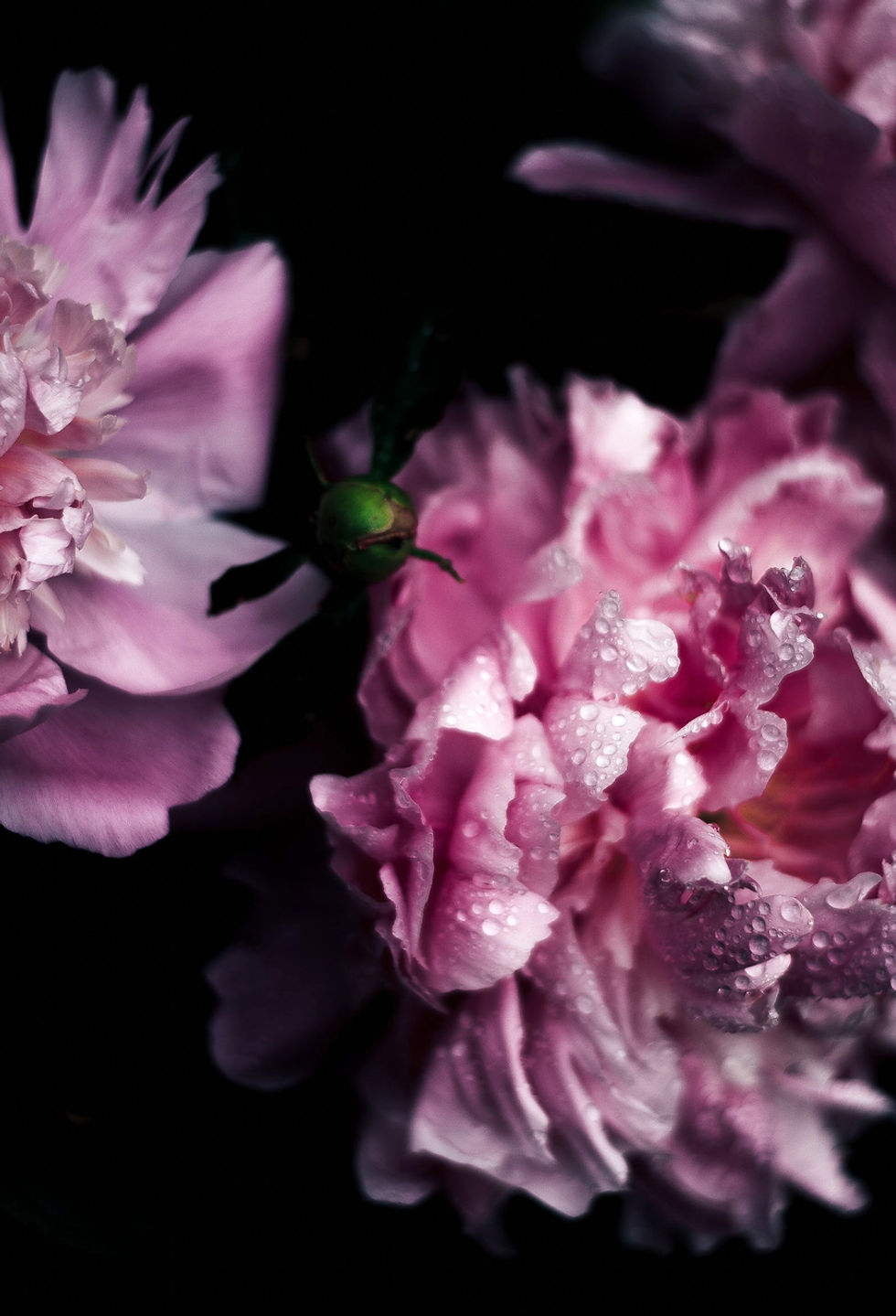 Pink%20Blossom_edited.jpg