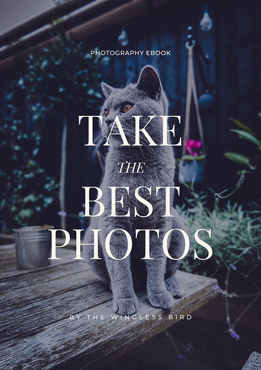 London Cat Sitter & Feline Behaviourist