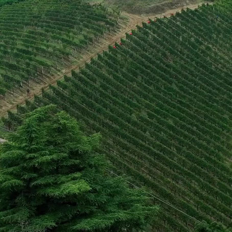 A captivating journey through the Cascina Cremosina vineyards in Nizza Monferrato, capturing the beauty of the landscape, the dedication of harvesters, and the tradition of winemaking.