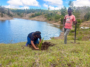 Plantation d'arbres
